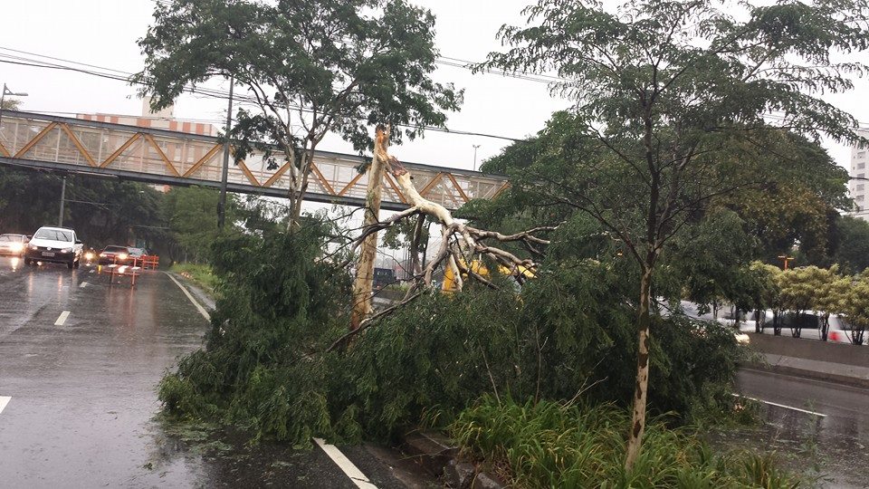 Em Santo André, ventou quebrou árvore ao meio na av. XV de Novembro, no Centro. (Foto: Marcelo de Paula)