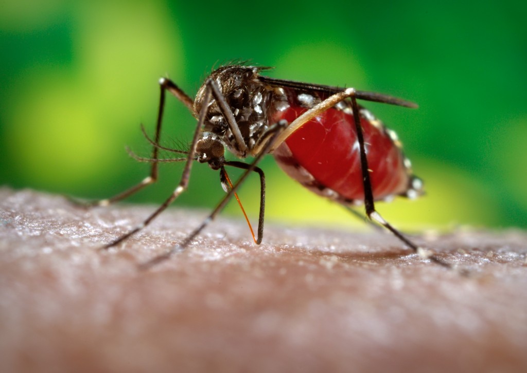 A febre Zika é uma doença relativamente nova em nosso território. O primeiro caso foi registrado em 2015 (Foto: James Gathany/CDC)