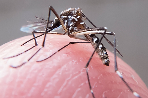 O caso, confirmado na terça-feira, se soma aos 30 de dengue (Foto: Banco de Dados)