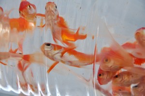 PEIXES