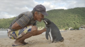 pinguim