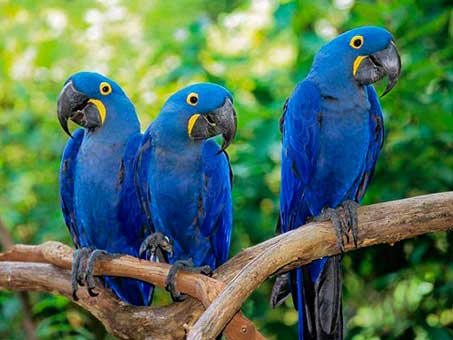 Ararinha Azul será reintegrada à natureza (Foto: Web)
