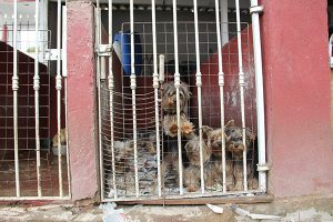 Animais não eram bem alimentados (Foto: Pedro Diogo)