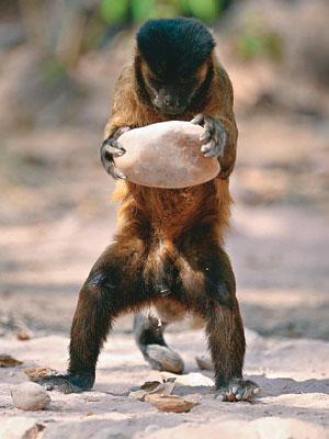 Pesquisadoras investigam macacos-prego que usam pedras como