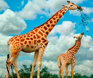 Girafa corre risco de extinção (Foto: Banco de Dados)