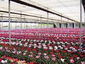 Holambra é o maior centro de produção de flores da A. Latina (Foto: Divulgação)