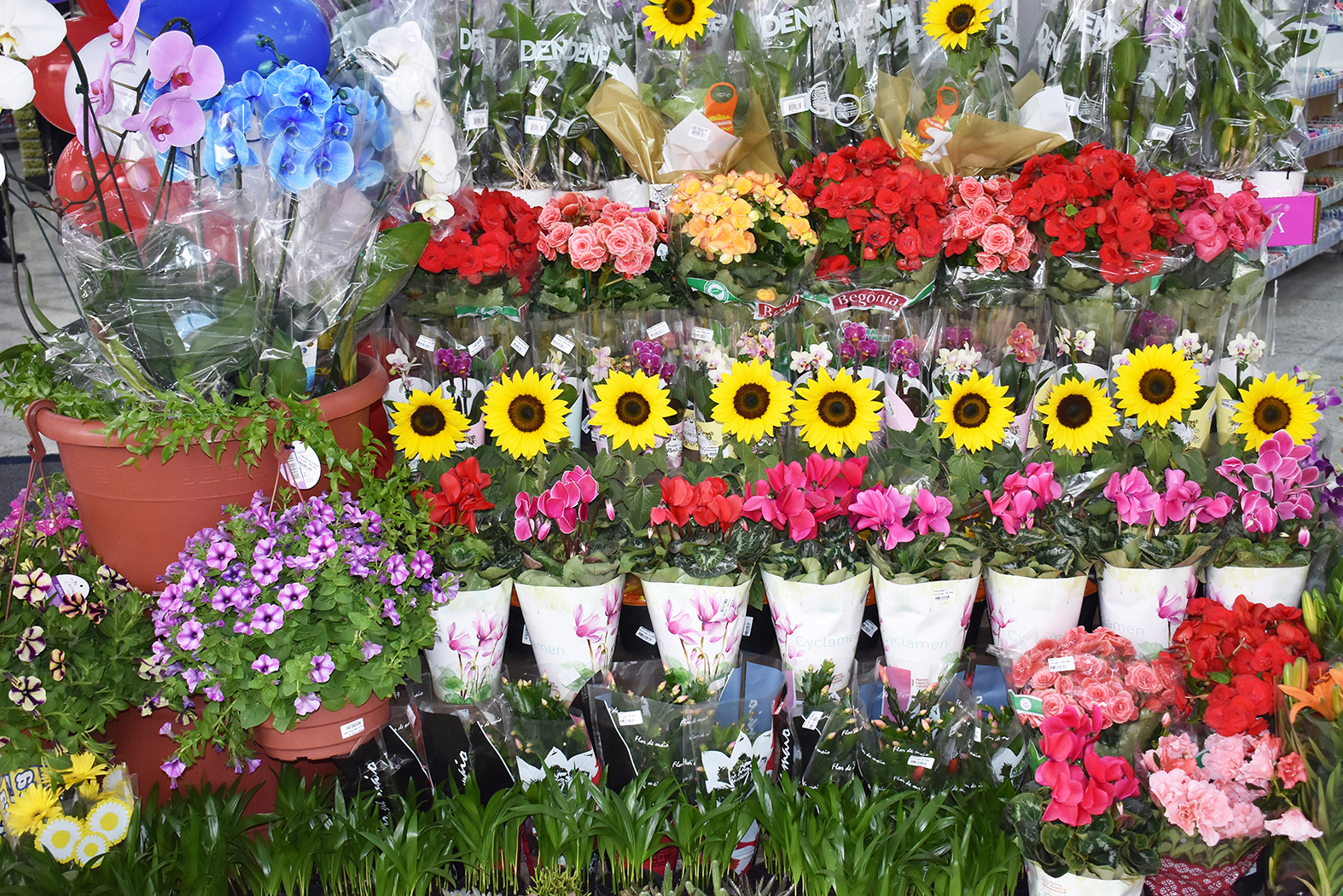 Coop prevê aumento em venda de flores com chegada da Primavera