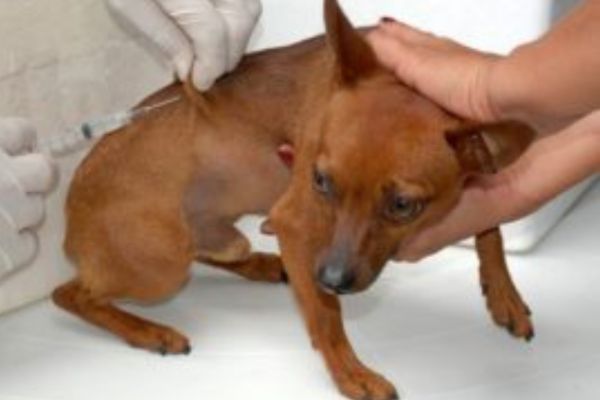 ABC vacuna gratuitamente a las mascotas contra la rabia en los CCZ