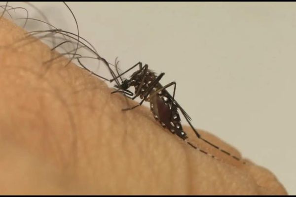 SP diskutiert mit Kommunen über neue Technologien zur Bekämpfung von Aedes aegypti