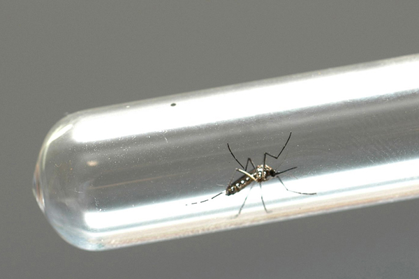 O levantamento já aponta para a possibilidade de uma nova epidemia de dengue neste ano no Estado (Foto: Banco de Dados)