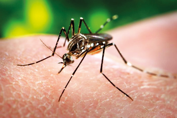imagem-ministerio-suspeita-que-febre-zika-tem-ligacao-com-casos-de-paralisia
