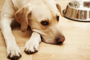 Quem maltratar animal também pagara multa de R$ 1 mil (Foto: Banco de Dados)